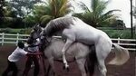 caballos apareandose con yeguas - Búsqueda de Google Caballo